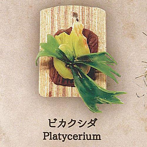 【ビカクシダ】世界の奇妙な植物たち ビカクシダ】世界の奇妙な植物たち - トレカ&ホビーの通販なら