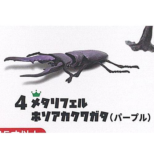 昆虫王 INSECT KING 3 4：メタリフェルホソアカクワガタ パープル F