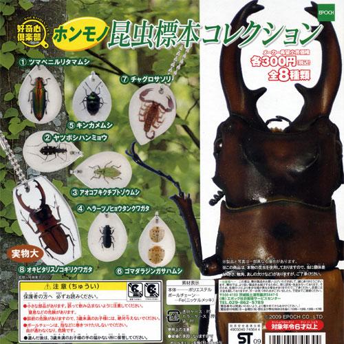 好奇心倶楽部 ホンモノ 昆虫標本コレクション 全8種セット エポック社 Epoch ガチャポンガシャポンカプセルコレクション Ghmnkc 遊you 通販 Yahoo ショッピング