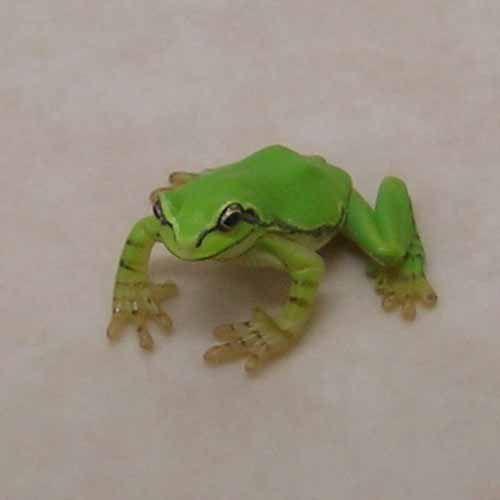 ユージン ニホンアマガエル 原色両生類カエル図鑑 新改訂版