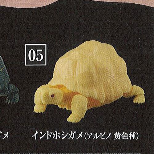 かめ シリーズ 第2弾 5 インドホシガメ アルビノ 黄色種 バンダイ 亀 フィギュア ガチャポン ガチャガチャ ガシャポン Ss14318 遊you 通販 Yahoo ショッピング