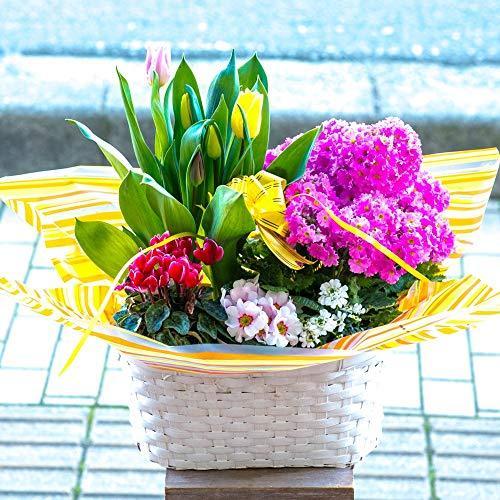 新規購入 母の日 季節のおまかせ寄せ鉢 鉢花 お任せ種類でバスケットに鉢花が綺麗に寄せ植えされているのでそのまま飾 A B07rb9trp2 Yuyu晴々2 通販 Yahoo ショッピング 人気ブランド Mobile Scotturb Com