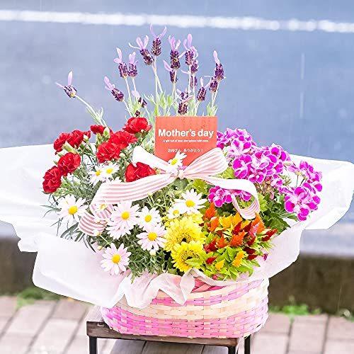 安い購入 母の日 ギフト 店長おまかせ 母の日専用 季節のおまかせ寄せ鉢 鉢花 お任せ種類でバスケットに鉢花が綺麗に 激安の M Mahdi Net