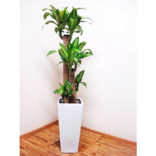 最終処分セール 花言葉は幸福 人気のロングスクエア陶器鉢仕立てのドラセナ マッサンゲアナ 幸福の木 4本仕立て 130セ おすすめの人気 M Jamesmatheson Com