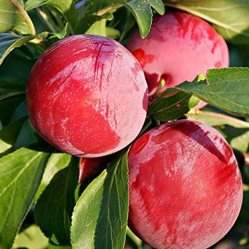 在庫有 スモモの苗木 品種 サンタローザ 品種で選べる果樹苗木 2年生 接木苗 15cmポット 平均樹高 60cm 1個 ポット A B08grcsrlz Yuyu晴々 通販 Yahoo ショッピング 全品送料無料 Dbmcollege Com