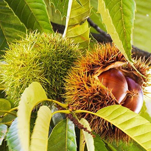 品種で選べる果樹苗木 品種 銀寄 花 ガーデニング ポット植えなのでほぼ年中 栗の苗木 栗の中では大きく 実が熟すのが遅い分 糖度が高いのが特徴 2年生接木苗12 15cmポット 1個売り ポット植えなのでほぼ年中