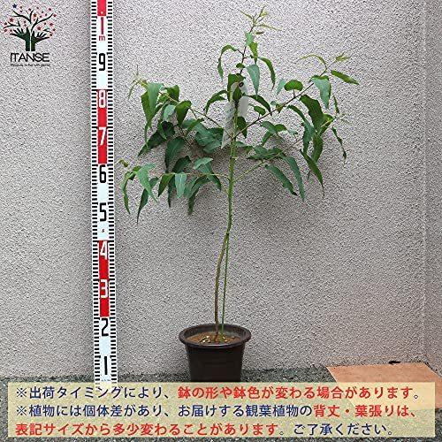 細長い葉の植物の商品一覧 通販 Yahoo ショッピング