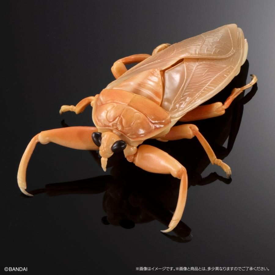 いきもの大図鑑アドバンス 水生昆虫タガメ ディスプレイスタンドセット