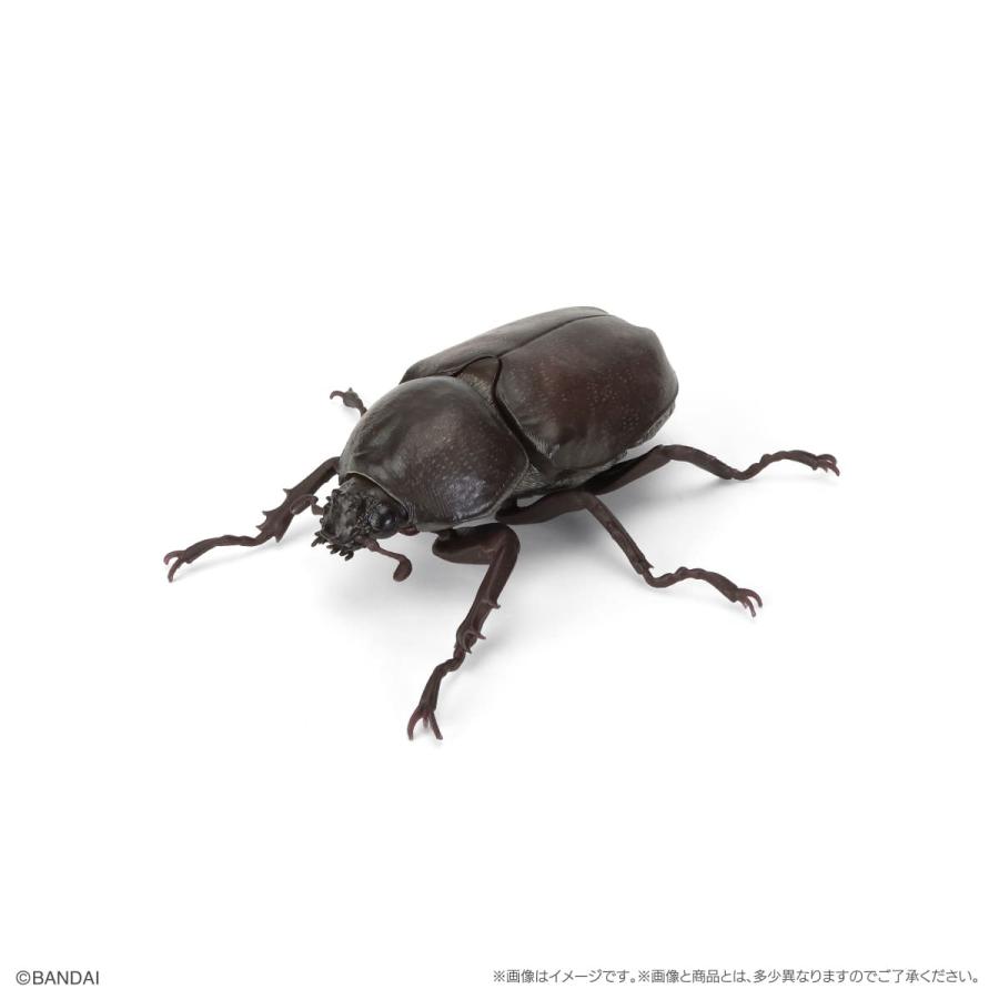 いきもの大図鑑 かぶとむし11 ヤマトカブトムシ（メス） 樹皮台座（小