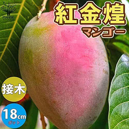 マンゴーの苗木 品種:紅金煌(べにきんこう) 6号硬質ポット 2年生接木苗