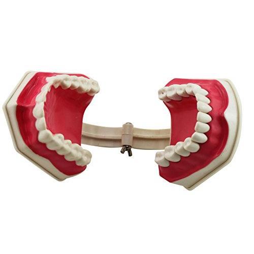 naissant 大きく 開く 歯 の 模型 教材 説明しやすい 歯列 歯型模型｜yuyuyu｜02
