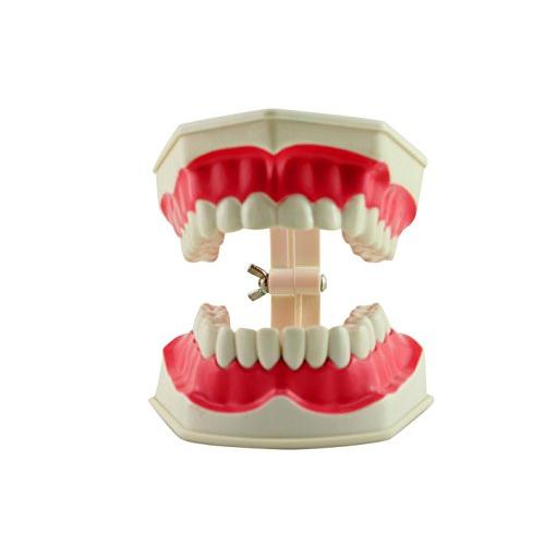 naissant 大きく 開く 歯 の 模型 教材 説明しやすい 歯列 歯型模型｜yuyuyu｜04