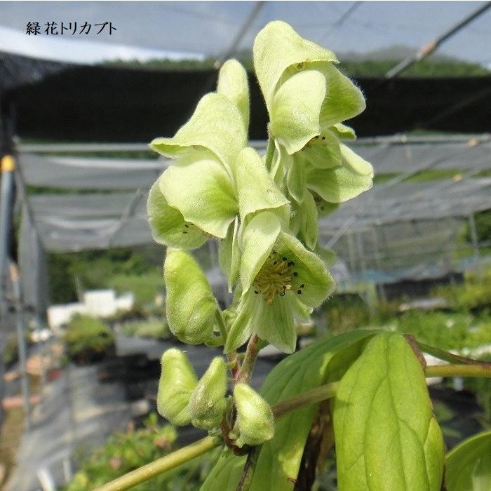 山野草 緑花トリカブト Aconitum Greenform 湯沢園芸 通販 Yahoo ショッピング