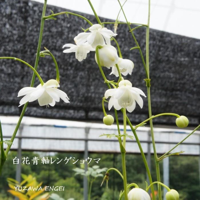 山野草 高山植物 班入り☆班入りシラネアオイ 2年苗