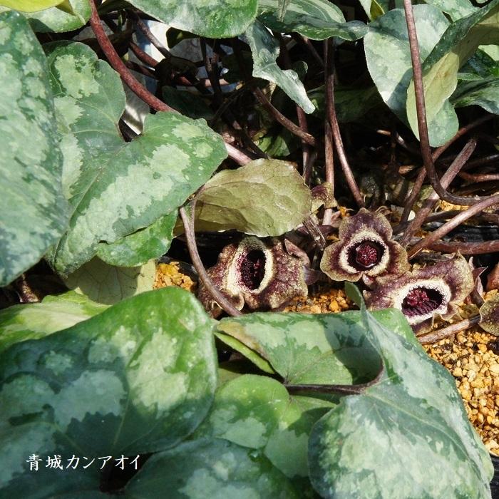 山野草 青城カンアオイ Asarum Spendens 湯沢園芸 通販 Yahoo ショッピング