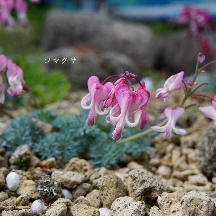 山野草 高山植物］ コマクサ : 湯沢園芸 - 通販 - Yahoo!ショッピング