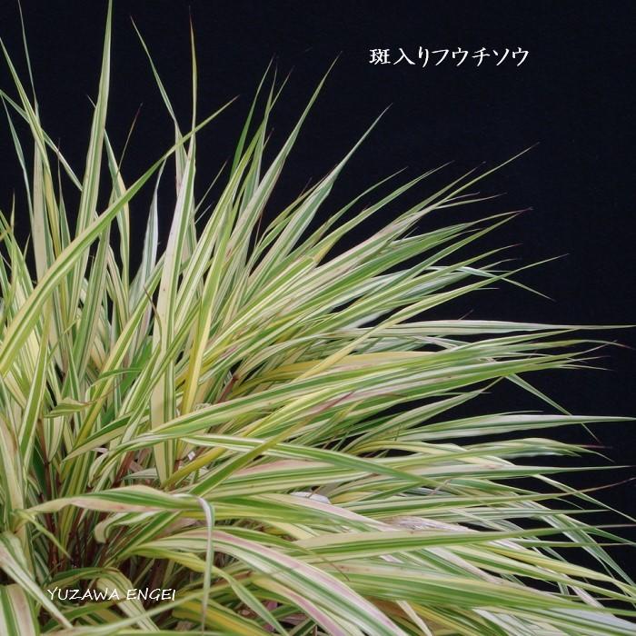 山野草 茶席の花］ 斑入りフウチソウ 風知草 : 湯沢園芸 - 通販