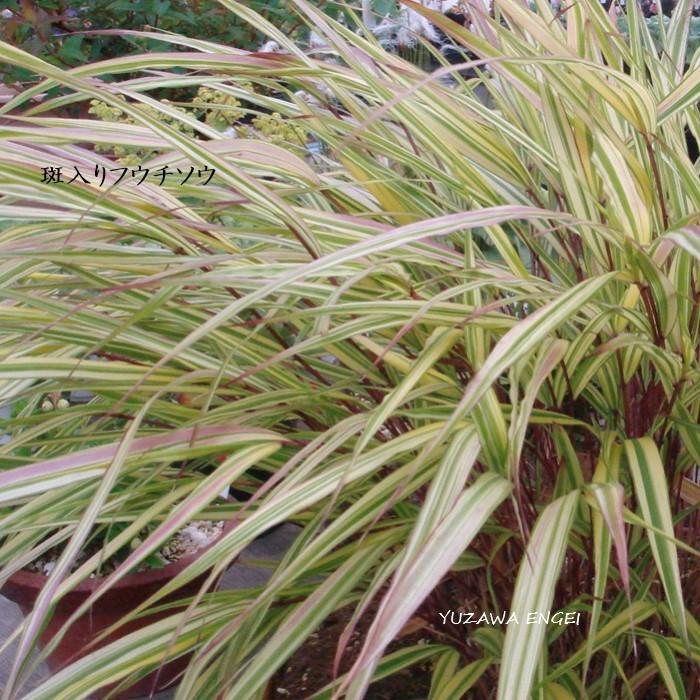 山野草 茶席の花］ 斑入りフウチソウ 風知草 : 湯沢園芸 - 通販
