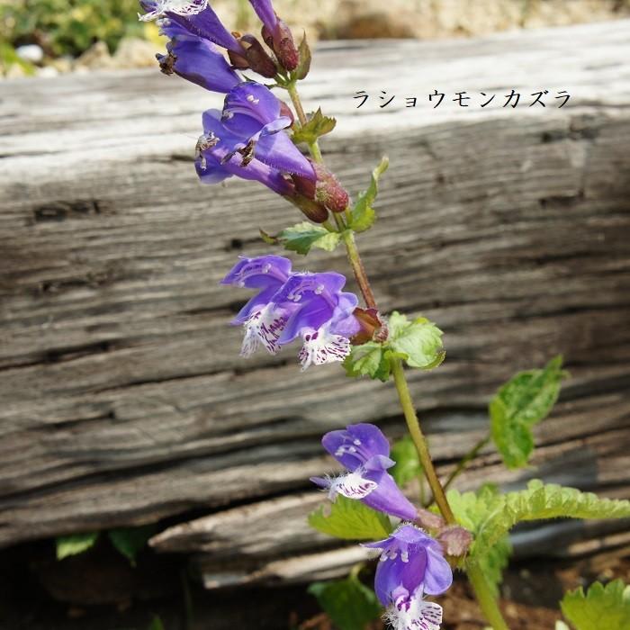 山野草 ラショウモンカズラ Meehania Urticifolia 湯沢園芸 通販 Yahoo ショッピング