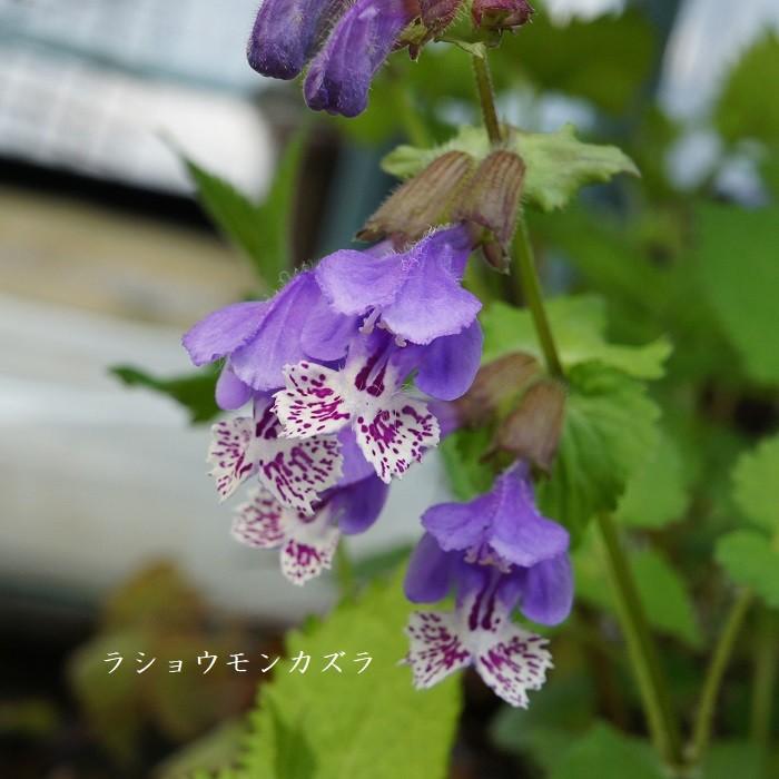 山野草 ラショウモンカズラ Meehania Urticifolia 湯沢園芸 通販 Yahoo ショッピング