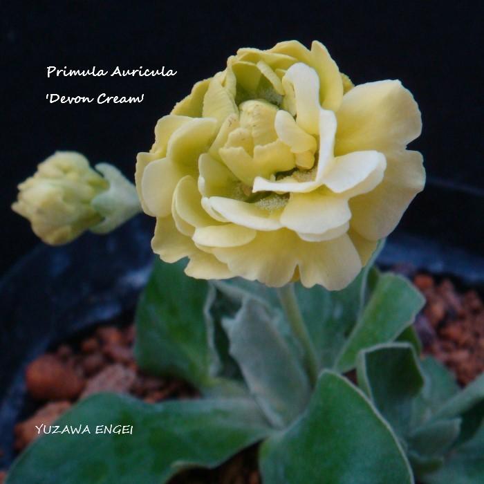山野草 プリムラ オーリキュラ デボン クリーム Primula Auricula Devoncream 湯沢園芸 通販 Yahoo ショッピング