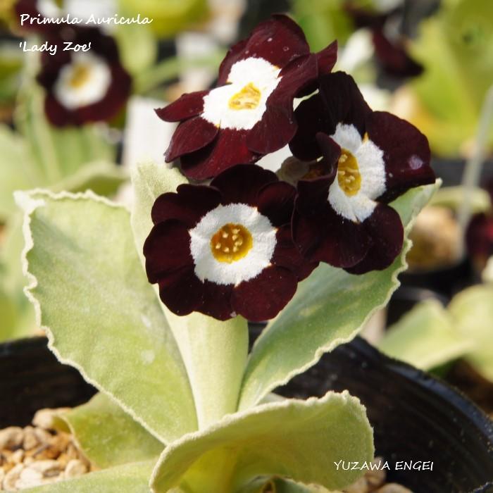 山野草 プリムラ オーリキュラ レディー ゾーイ Primula Auricula Ladyzoe 湯沢園芸 通販 Yahoo ショッピング