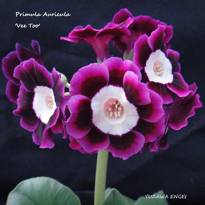 山野草 プリムラ オーリキュラ ヴィー トゥー Primula Auricula Veetoo 湯沢園芸 通販 Yahoo ショッピング