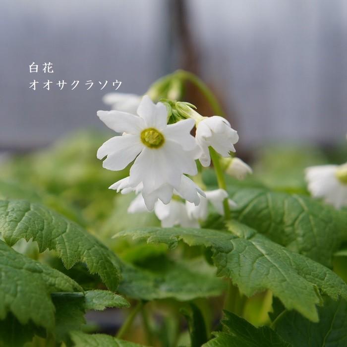 山野草 白花オオサクラソウ Primula Jesoana Album 湯沢園芸 通販 Yahoo ショッピング