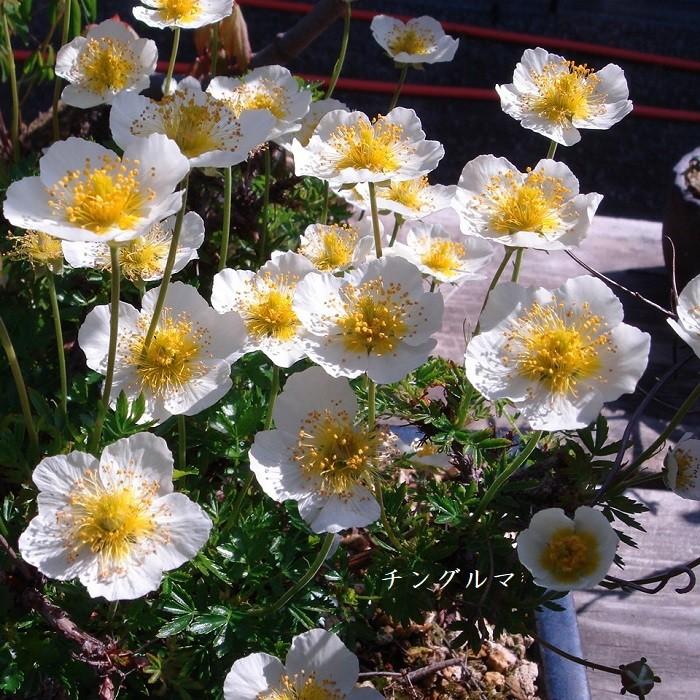 山野草 高山植物 チングルマ Sieversia Pentapetala 湯沢園芸 通販 Yahoo ショッピング