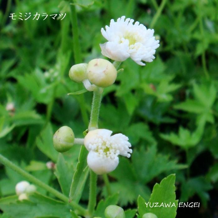 ［山野草 高山植物］ モミジカラマツ｜yuzawa-engei｜02