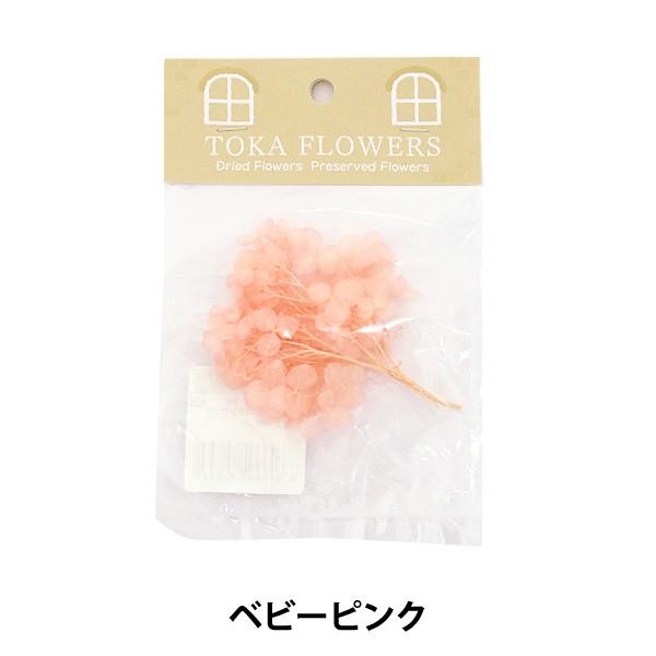 SALE／68%OFF】 クローバー 種 大量たね 白花 1袋 100g クローバーの種 クローバーの花 シロツメクサ 花たね 花の種 種子 タネ  国華園