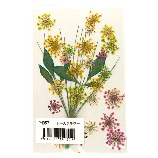 最低価格の 押し花キット つみたて花パック レースフラワー カラード Ph057 Aynaelda Com