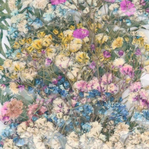 ユザワヤ押し花 押し花カラーパック ブルー Py003