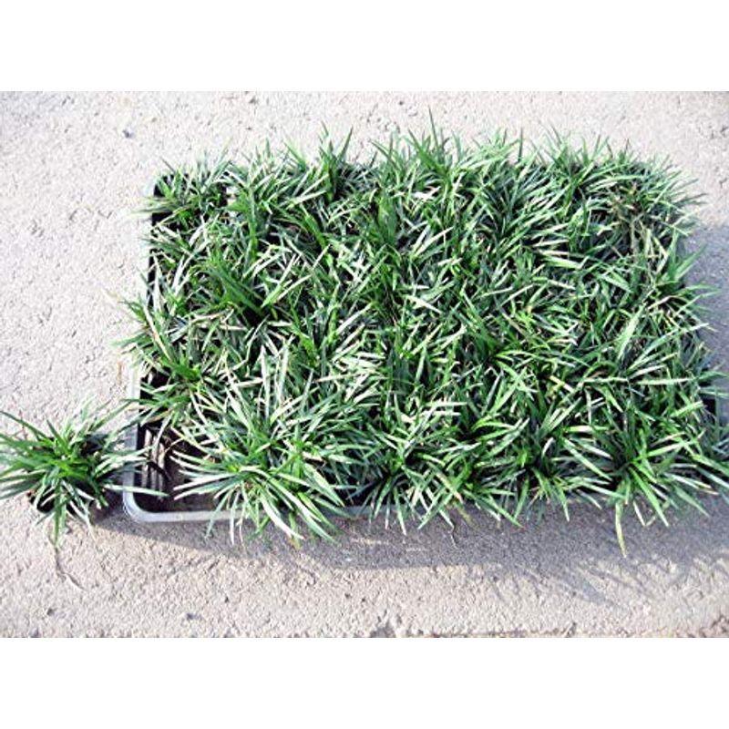 タマリュウ 玉竜 ポット ゆずstoreのタマリュウ 玉竜 ポット ２００ポット ４０ポット ５ケース ２００ポット ４０ポット ５ケース 植え付け方付 ゆずstore 植え付け方付 ならショッピング ランキングや口コミも豊富なネット通販