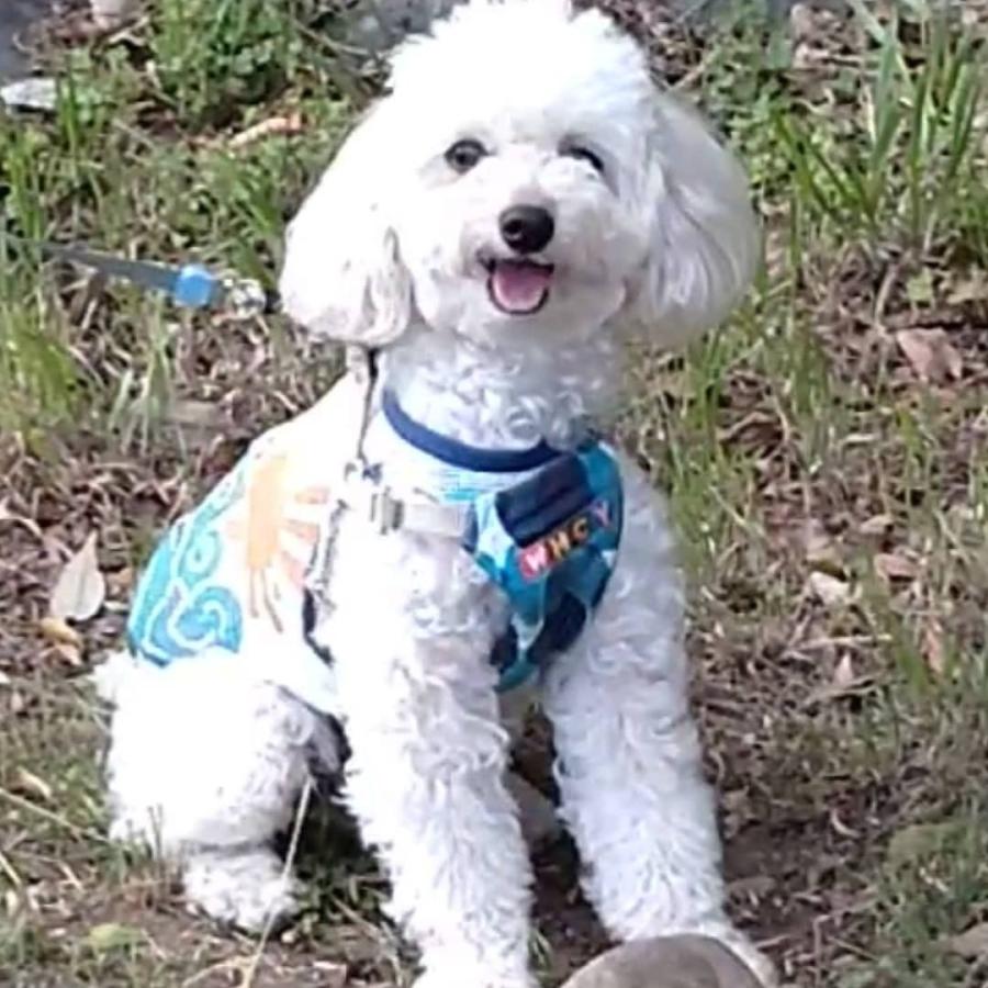 ペット 似顔絵 デジタル オーダー 可愛い ほんわか ゆるい シンプル イラスト 犬 アイコン データ Pet01 ゆず Lalo 工房 通販 Yahoo ショッピング