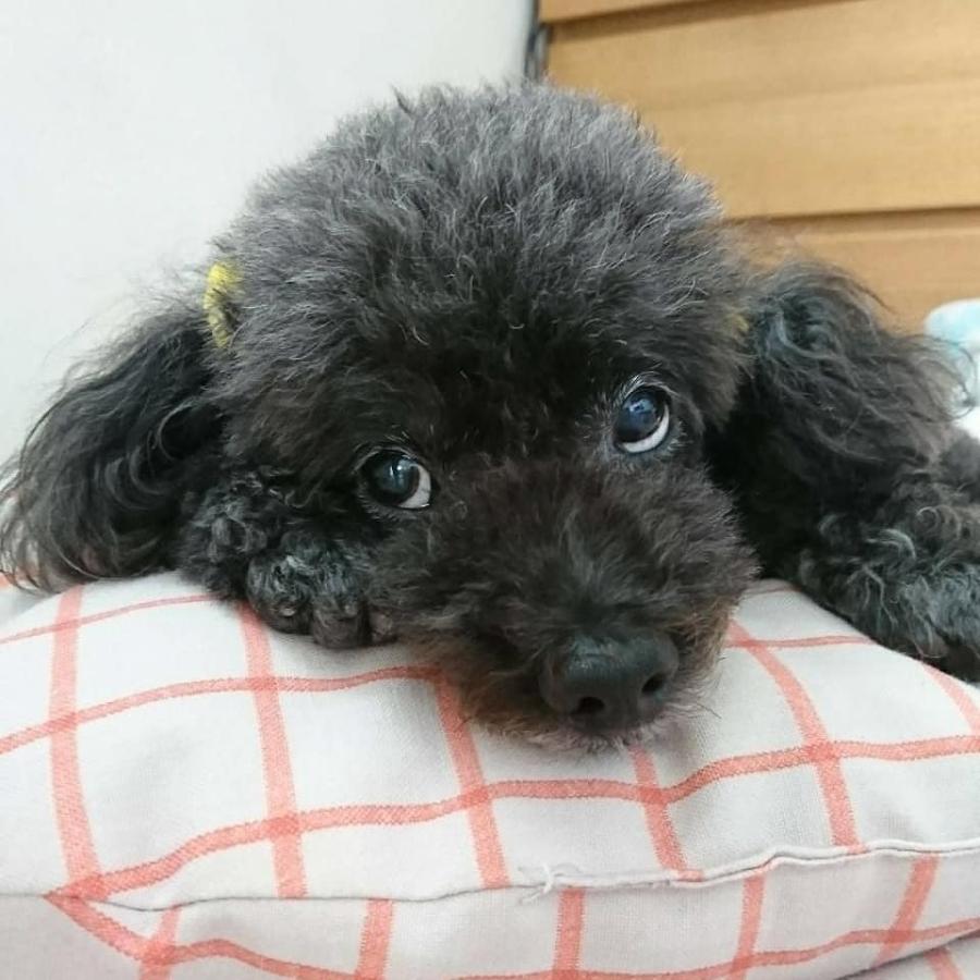 ペット 似顔絵 デジタル オーダー 可愛い ほんわか ゆるい シンプル イラスト 犬 アイコン データ Pet01 ゆずandラロ工房 通販 Yahoo ショッピング