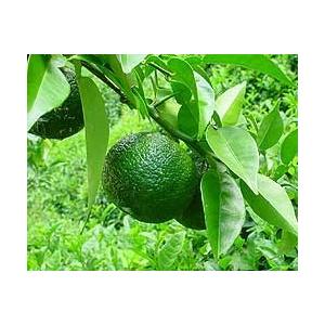 柚子胡椒 柚子乃香 無添加 |  | 02