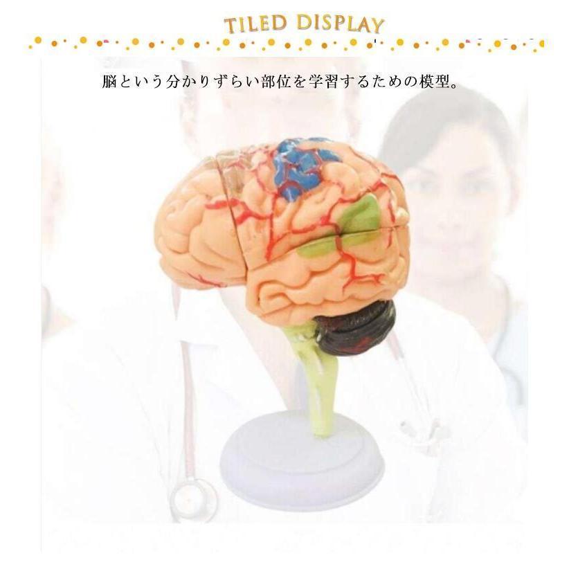 脳模型 4D 32パーツ 脳 模型 学習 医学 解剖 立体 頭蓋骨 人体模型 脳モデル 脳みそ 大脳 仕組み 神経学 医学生 神経｜yy-apollo-store｜07
