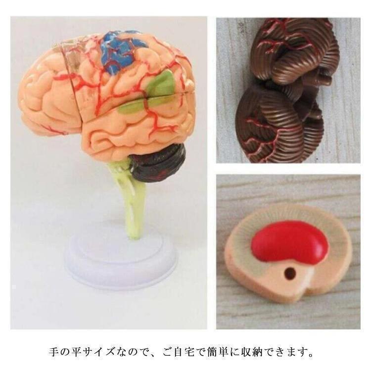 脳模型 4D 32パーツ 脳 模型 学習 医学 解剖 立体 頭蓋骨 人体模型 脳モデル 脳みそ 大脳 仕組み 神経学 医学生 神経｜yy-apollo-store｜10