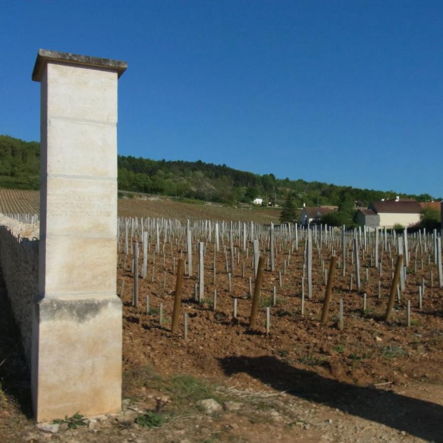 良質トップ ポイント10倍 ヴォルネイ プルミエ クリュ レ サントノ Fc290 1ケース 12本 送料無料 Yy卓杯便z 大人気再入荷 Foodiesplace Com