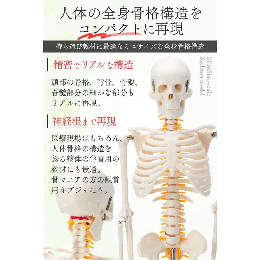 国際規格認証品】ミニサイズ 成人男性 人体模型 85cm 神経根有り 全身