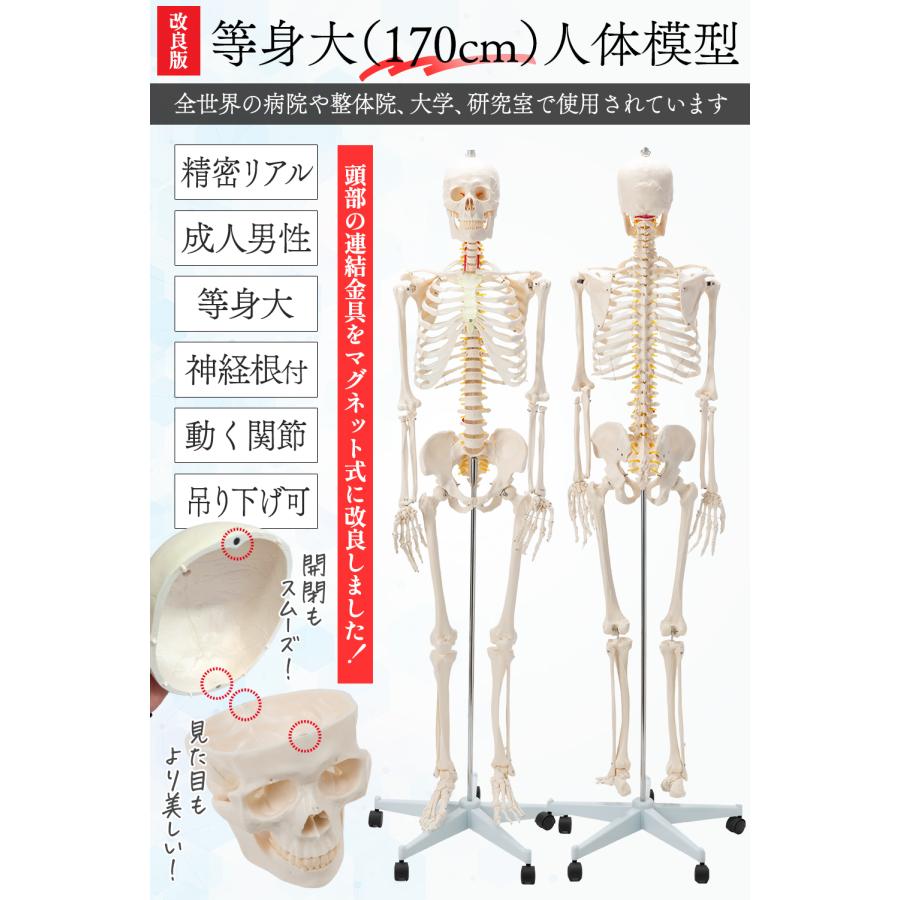 国際規格認証品】改良版 成人男性等身大 人体模型 170cm 神経根有り
