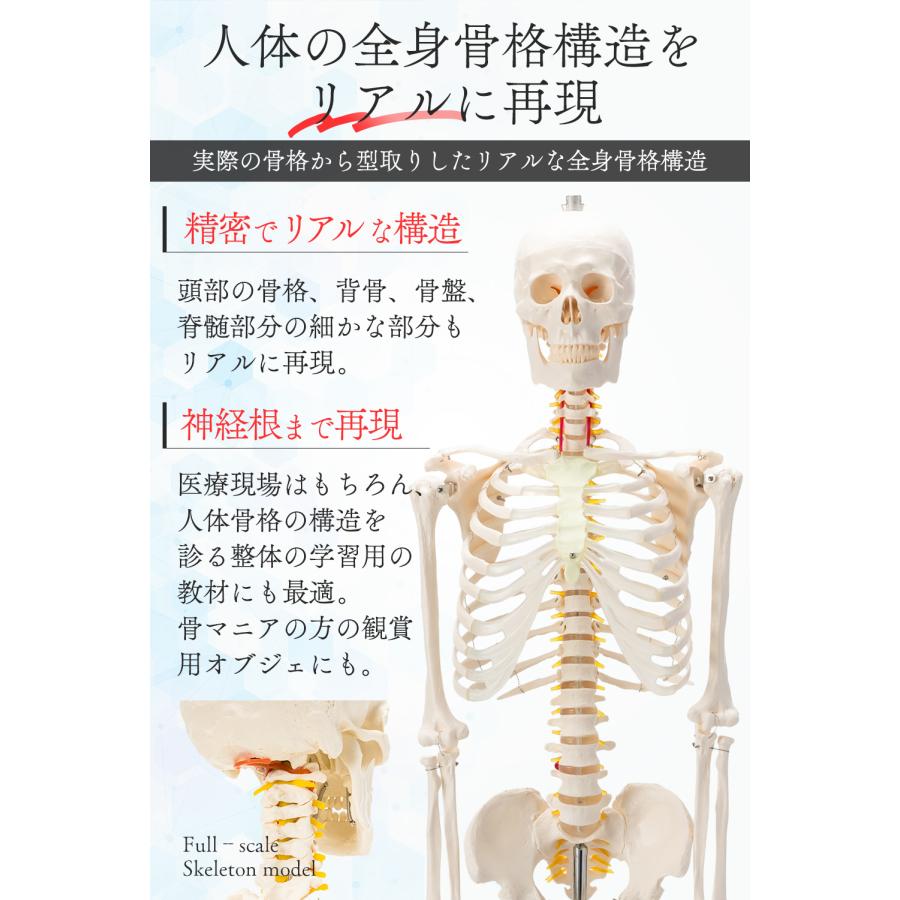等身大全身骨格　分解モデル（170cm） 国際規格認証品】等身大 人体模型 170cm 神経根有り 全身骨格模型 骨格