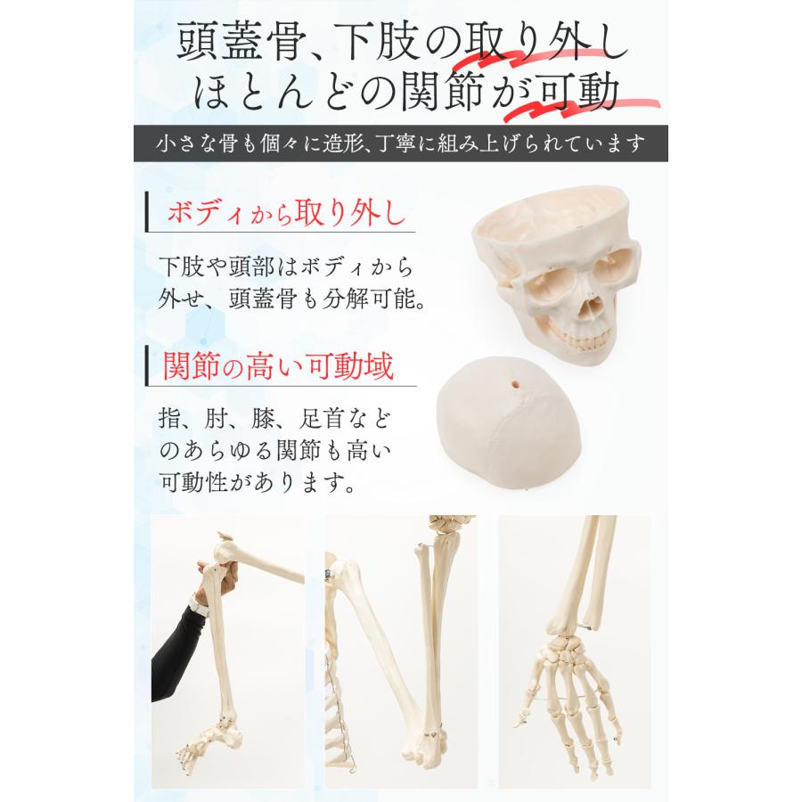 国際規格認証品】改良版 成人男性等身大 人体模型 170cm 神経根有り