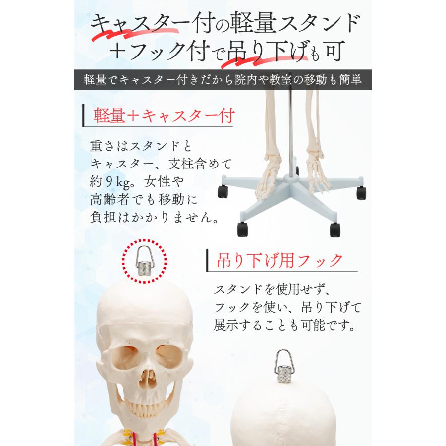 国際規格認証品】改良版 成人男性等身大 人体模型 170cm 神経根有り