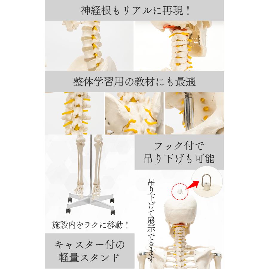 【国際規格認証品】成人男性等身大 人体模型 170cm 神経根有り 全身骨格模型 骨格標本  骨格模型 靭帯 全身模型 大学・病院 整体院 鍼灸院｜zabuuun｜08