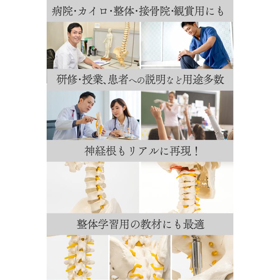 国際規格認証品】改良版 成人男性等身大 人体模型 170cm 神経根有り