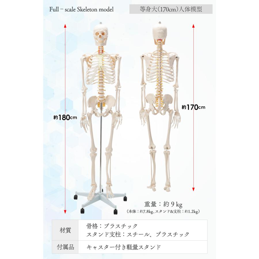 国際規格認証品】改良版 成人男性等身大 人体模型 170cm 神経根有り