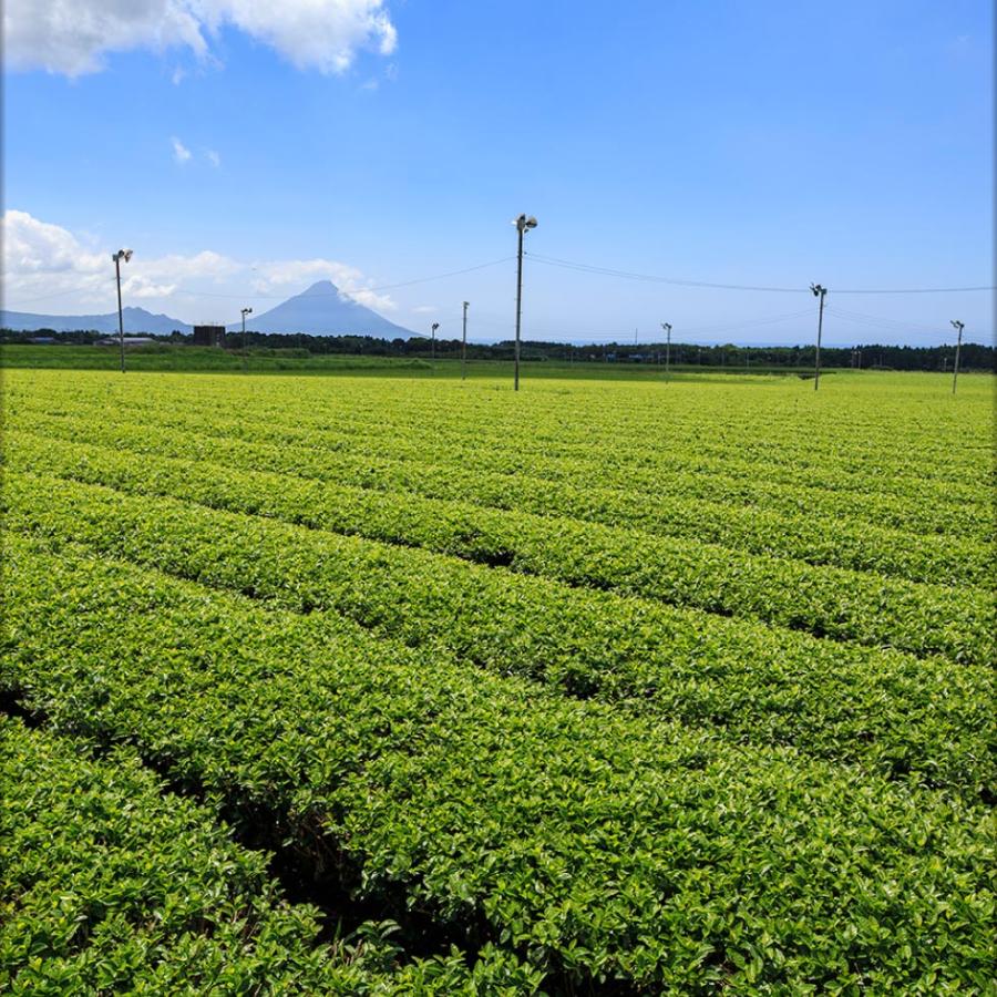 お茶 緑茶 ペットボトル ミニ かごんま緑茶 280ml 48本 ミニサイズ 2箱 小さい おちゃ 財宝 爆買 | 財宝 | 10