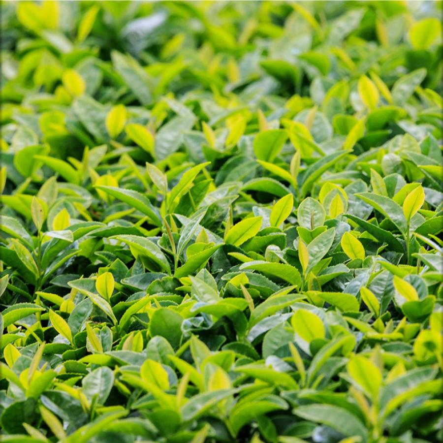 お茶 緑茶 ペットボトル ミニ かごんま緑茶 280ml 48本 ミニサイズ 2箱 小さい おちゃ 財宝 爆買 | 財宝 | 08